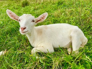 Fototapeta premium Smiling goat. A cute little goat is lying on the grass. Photo of a newborn animal. Farm animal.