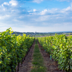 Fototapeta na wymiar landscape near saumur in Parc naturel régional Loire-Anjou-Touraine with vineyards