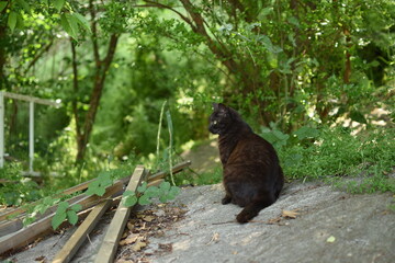 林の中に佇む黒猫