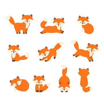 This is a set of foxes on a white background.