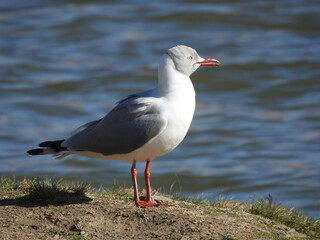 gaviota cap gris