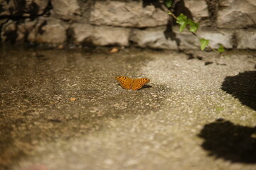 Butterfly