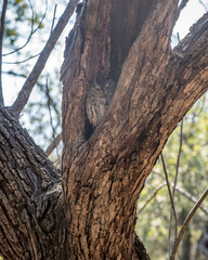 A Western Screech Owl (Megascops kennicottii) rests in the nook of a dead tree, Franklin Canyon, Beverly Hills, CA.