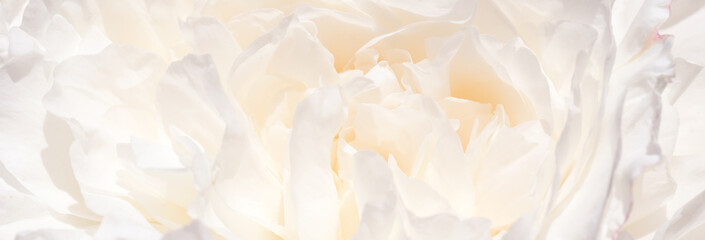 Romantic banner, delicate white peonies flowers close-up. Fragrant pink petals
