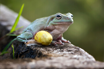 Tree Frog or Dumpy Frog and Snail playing together in green natural background, wonderful for wallpapers, banners or any design material