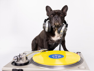 DJ french bulldog playing records