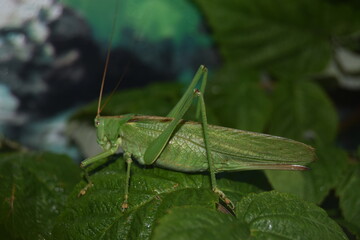 grasshopper on the grass