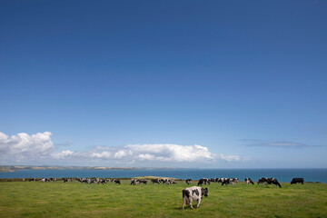 Flock of cows grazing in meadow near ocean coast of South East Ireland