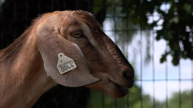 Close-up of anglo-nubian goat chewing the cud in the sunset.
