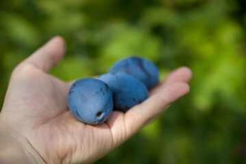 Ripe homemade plum in hand. Gardening. Agriculture.