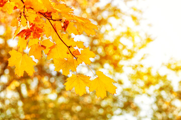 Natural autumn maple leaves on a branch, through which the setting sun shines