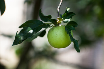 Apple tree. Ripe apples on the tree. Apples close up. Eco-friendly apples in their natural environment. 