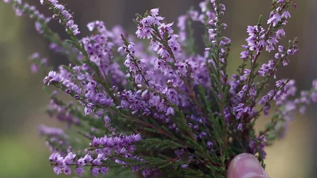 Gathered purple Heather Flower bouquet for Herbal Tea drying. Forest, woods, meadow background. Bokeh, zoom in, nature plant micro photography. Homestead, sustainable living in the country.