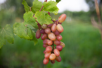 Bunch of grapes. Ecologically clean grapes in their natural environment. 