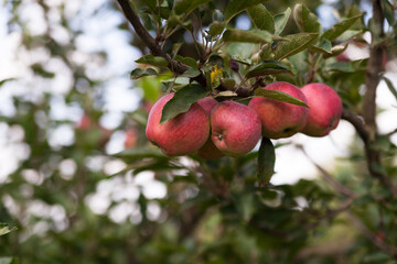 Apple tree. Ripe apples on the tree. Apples close up. Eco-friendly apples in their natural environment. 