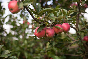Apple tree. Ripe apples on the tree. Apples close up. Eco-friendly apples in their natural environment. 