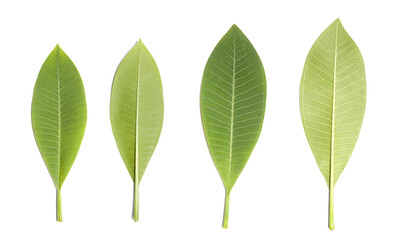 Top view of Plumeria leaves on white background. Collection of green leaves .