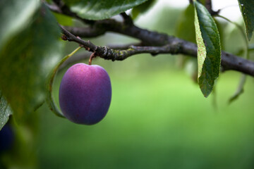Plum tree. Ripe plums on the tree. Plum close up. Ecological clean plum in its natural environment. 