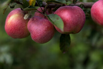 Apple tree. Ripe apples on the tree. Apples close up. Eco-friendly apples in their natural environment. 