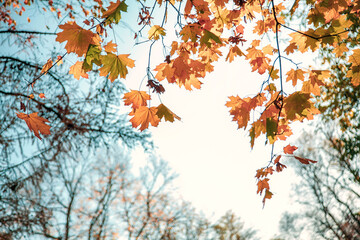 Natural autumn maple leaves on a branch, through which the setting sun shines against the blue sky