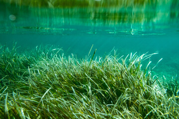 Obraz na płótnie Canvas Underwater Posidonia Oceanica seagrass seen in the mediterranean sea with clear blue water. Meadows of this algae are important for the ecosystem and for the marine environment