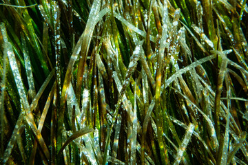 Underwater Posidonia Oceanica seagrass seen in the mediterranean sea with clear blue water. Meadows...