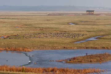 Elmley Marshes