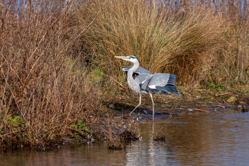 Grey Heron (Ardea cinerea) walking out of water