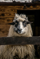 Sheep in the stall of a wooden barn. Farm in Scotland	