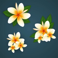 Realistic vector plumeria (frangipani) flowers with leaves 