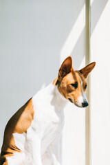 Portrait of red white basenji dog sitting in sunlight near window