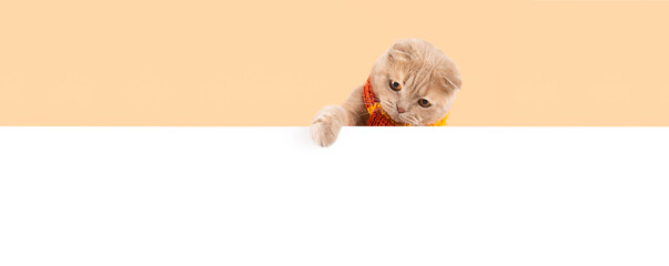 Creative autumn banner. Funny flap-eared kitten wearing knitted scarf pointing with hia paw to a...