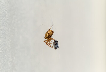 Cross Orb weaver spider eating prey in Ireland - View from the underside