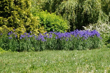 flowers in the garden