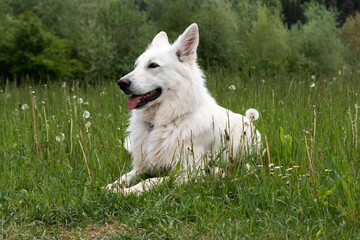 White Swiss Shepherd Dog outdoor portrait in nature.