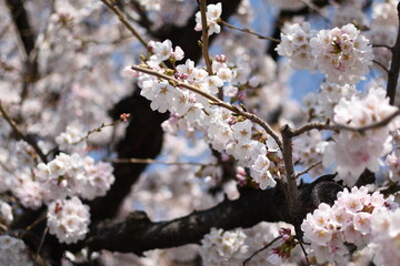 晴れの日の桜
