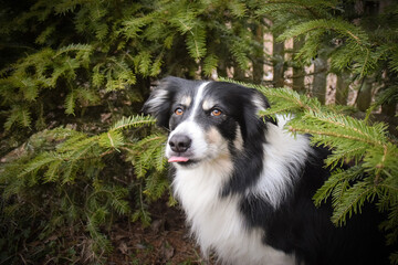Border collie is sitting in the bush. Autumn photoshooting in park.