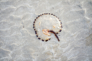 Compass Jellyfish Chrysaora hyoscella, west-coast of Donegal, Ireland.