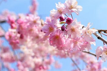 晴れの日の桜