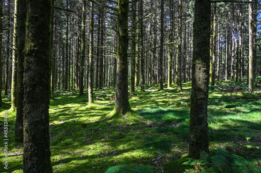 Poster bois foret belgique wallonie ardenne ardennes arbre