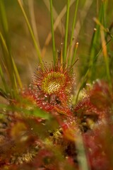 Round-headed sundew