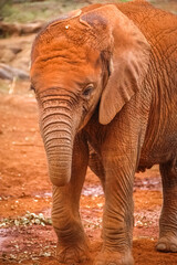 Naklejka na ściany i meble Baby elephant roaming in Kenya