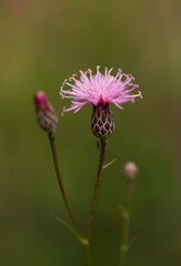Saw-wort