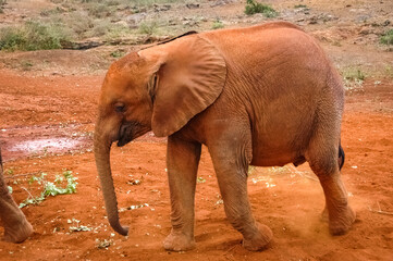 Fototapeta na wymiar Baby elephant roaming in Kenya