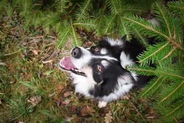 Fototapeta premium Border collie is sitting in the bush. Autumn photoshooting in park.