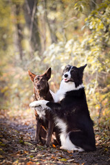 Naklejka na ściany i meble border collies are sitting in the forest. It is autumn portret.
