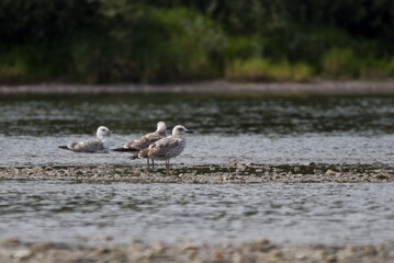 birds on the river in summer
