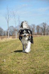 Border collie is running on the meadow.  He is really good boy in sunset light