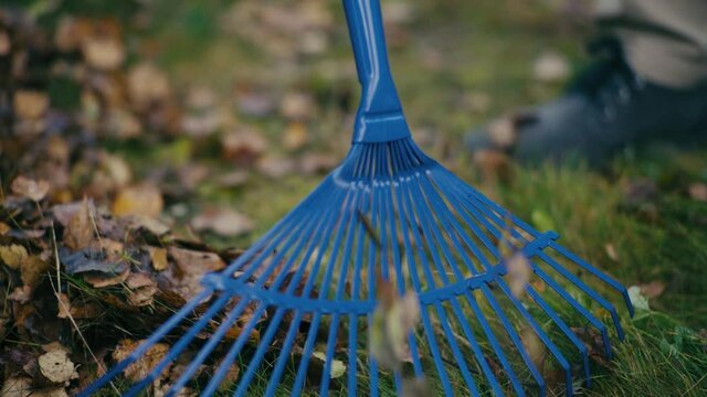 Raking fallen leaves in the garden , detail of rake in autumn season.