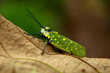 Aularches miliaris or northern spotted grasshopper , close up shot